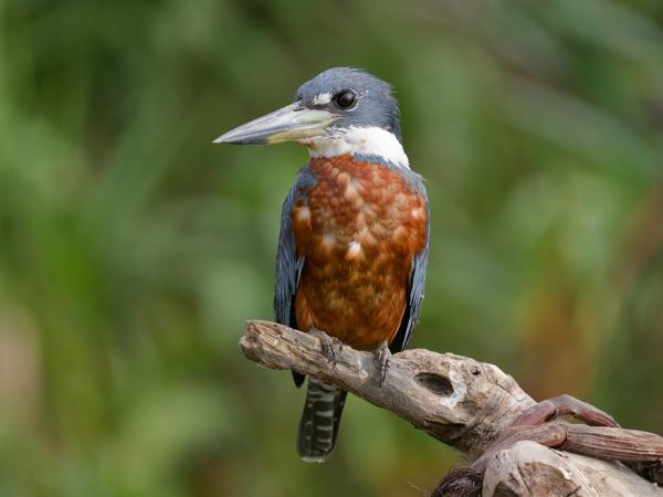 Amerikaanse reuzenijsvogel (Megaceryle torquata)